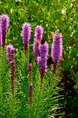 kwitnąca liatra kłosowa, fioletowe kwiaty laitry, motyle na kwiatach liatry, Liatris spicata, dense blazing star, prairie feather, gayfeather, button snakewort  © kateej