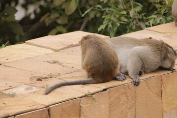원숭이들의 다양한 행동패턴, 표정, 눈짓, 상호관계, 태국 방센 카오삼묵 산정상 지붕위에서...  © rokacaptain