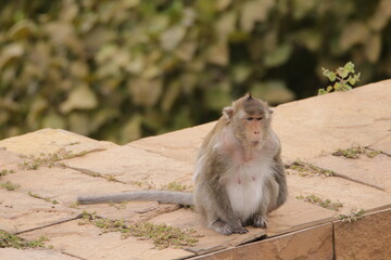 원숭이들의 다양한 행동패턴, 표정, 눈짓, 상호관계, 태국 방센 카오삼묵 산정상 지붕위에서...  © rokacaptain