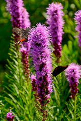 kwitnąca liatra kłosowa, fioletowe kwiaty laitry, motyle na kwiatach liatry, Liatris spicata, dense blazing star, prairie feather, gayfeather, button snakewort  © kateej