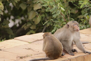털 고르고 이 잡아주는 잉꼬부부같이 사이좋은 원숭이, 긴꼬리 원숭이, 태국 방센 카오삼묵  © rokacaptain