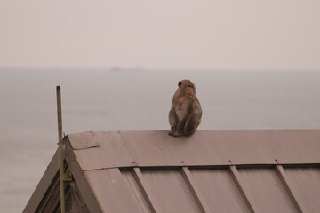 원숭이들의 다양한 행동패턴, 표정, 눈짓, 상호관계, 태국 방센 카오삼묵 산정상 지붕위에서...  © rokacaptain