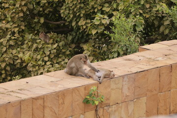 털 고르고 이 잡아주는 잉꼬부부같이 사이좋은 원숭이, 긴꼬리 원숭이, 태국 방센 카오삼묵  © rokacaptain