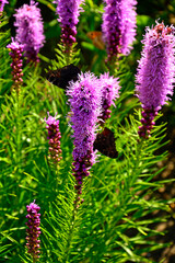 kwitnąca liatra kłosowa, fioletowe kwiaty laitry, motyle na kwiatach liatry, Liatris spicata, dense blazing star, prairie feather, gayfeather, button snakewort  © kateej