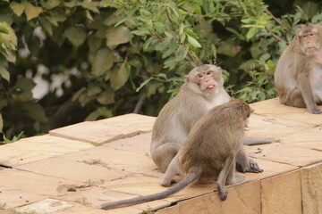 털 고르고 이 잡아주는 잉꼬부부같이 사이좋은 원숭이, 긴꼬리 원숭이, 태국 방센 카오삼묵  © rokacaptain
