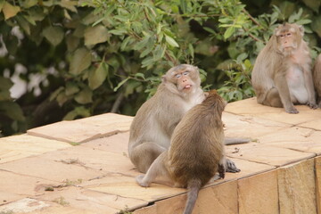 털 고르고 이 잡아주는 잉꼬부부같이 사이좋은 원숭이, 긴꼬리 원숭이, 태국 방센 카오삼묵
