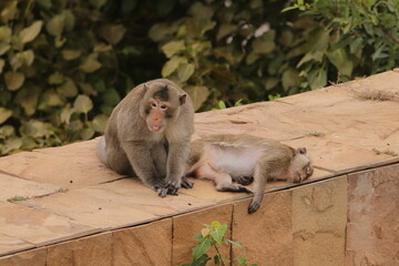 털 고르고 이 잡아주는 잉꼬부부같이 사이좋은 원숭이, 긴꼬리 원숭이, 태국 방센 카오삼묵  © rokacaptain