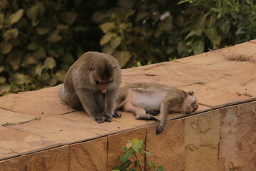 털 고르고 이 잡아주는 잉꼬부부같이 사이좋은 원숭이, 긴꼬리 원숭이, 태국 방센 카오삼묵  © rokacaptain