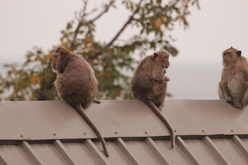 원숭이들의 다양한 행동패턴, 표정, 눈짓, 상호관계, 태국 방센 카오삼묵 산정상 지붕위에서...  © rokacaptain