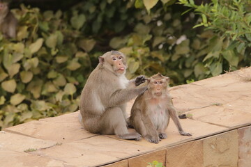 털 고르고 이 잡아주는 잉꼬부부같이 사이좋은 원숭이, 긴꼬리 원숭이, 태국 방센 카오삼묵  © rokacaptain