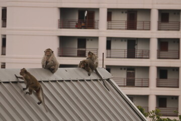 털 고르고 이 잡아주는 잉꼬부부같이 사이좋은 원숭이, 긴꼬리 원숭이, 태국 방센 카오삼묵  © rokacaptain