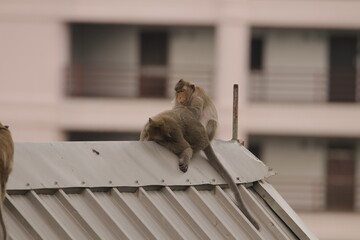 털 고르고 이 잡아주는 잉꼬부부같이 사이좋은 원숭이, 긴꼬리 원숭이, 태국 방센 카오삼묵  © rokacaptain