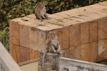 원숭이들의 다양한 행동패턴, 표정, 눈짓, 상호관계, 태국 방센 카오삼묵 산정상 지붕위에서...  © rokacaptain