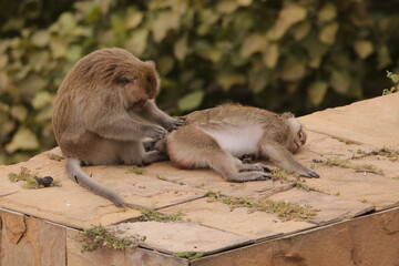 털 고르고 이 잡아주는 잉꼬부부같이 사이좋은 원숭이, 긴꼬리 원숭이, 태국 방센 카오삼묵
