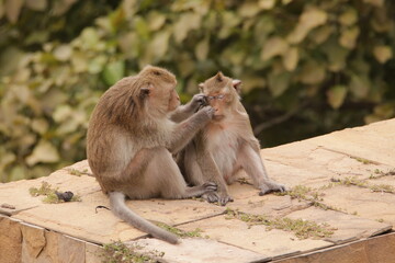 털 고르고 이 잡아주는 잉꼬부부같이 사이좋은 원숭이, 긴꼬리 원숭이, 태국 방센 카오삼묵
