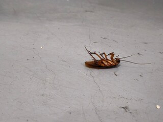 Vulnerable Cockroach Insect Inversion on Cement Background