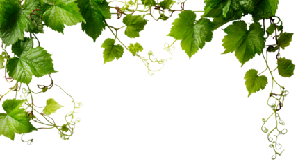 Fresh green grape vine leaves and curling tendrils forming a natural border along the top and right side.