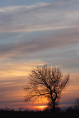 Fototapeta premium Kahler Baum ohne Laub mit Abendhimmel, Hochformat, Textfreiraum oben