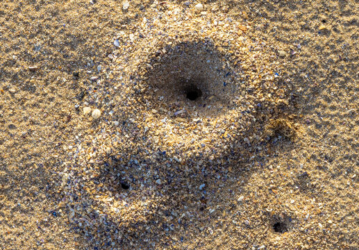 Close-up with a funnel-shaped pit in the sand, which is a trap created by an antlion larva (doodlebugs)