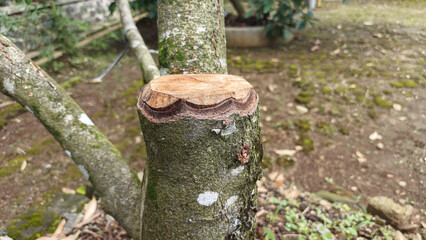 Obraz premium Close-up of a clean cut on a Durian Tree stump, revealing the inner texture and rings. Perfect for concepts of tropical agriculture, pruning, fruit cultivation, and raw wood materials.
