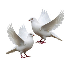 Fototapeta premium peace dove, flying dove isolated on white background high quality photo/