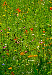 łąka kwietna z kolorowymi kwiatami, kolorowe kwiaty polne, kwiaty dla owadów zapylających, a flower meadow with colorful flowers,  © kateej