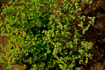 majeranek rosnący w ogrodzie, Lebiodka majeranek, majeranek ogrodowy, Origanum majorana, oregano, Fresh oregano green organic. fresh herbs. healthy lifestyle, marjoram buds, pąki majeranku	