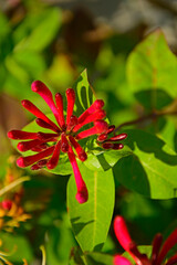 kwitnący wiciokrzew, Wiciokrzew Heckrotta lub pomorski 'Serotina', Lonicera x heckrottii or Lonicera periclymenum, the golden flame honeysuckle	