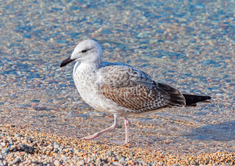 White and grey seagull