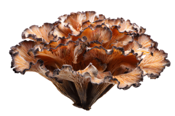 Unique orange and brown mushroom fungi isolated against transparent backdrop, ready for graphic design use