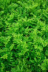 奈良県 曽爾高原の風景