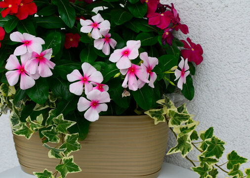 Katarantus r&oacute;żowy, barwinek r&oacute;żowy (Catharanthus roseus) w doniczy z bluszczem pospolitym bialo-zielonym (hedera)	