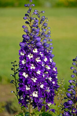Ostróżka wyniosła odmiana Dark Blue White Bee, fioletowe kwiaty ostróżki, na zielonym tle Violet flower of Delphinium variety Dark Blue White Bee, delphinium blue white (Delphinium elatum),  © kateej
