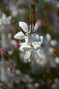 Gaura Lindheimera - Gaura lindheimeri, kwitnąca gaura na rozmytym tle, bokeh, gaura w słońcu, gaura flower in the sun	