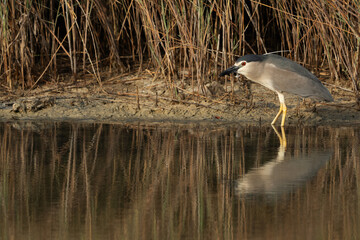 Black-crowned Night Heron alert for fishing at Buhair lake, Bahrain
