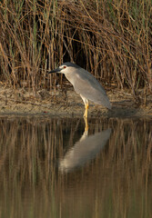Portrait of Black-crowned Night Heron with refleciton on water at Buhair lake, Bahrain