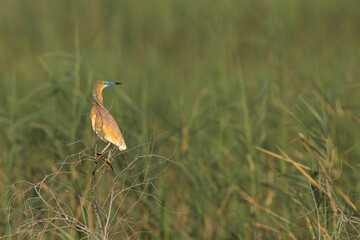 Squacco Heron on green at Buhair lake, Bahrain