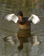 Little grebe bathing at Tubli bay, Bahrain
