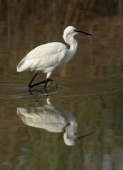 Little Egret at Buhair lake, Bahrain