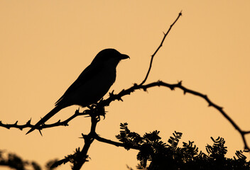 Silhouette of Isaballine shrike perched on acacia tree during sunrise, Bahrain