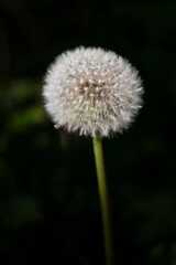 A Whisper Before the Wind