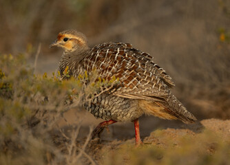 Closeup of a Grey francolin at Hamala, Bahrain