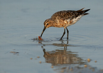 Curlew Sandpiper feeding at Busaiteen coast of Bahrain