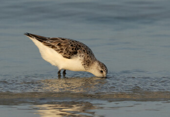 Closeup of a Sanderling feeding at Busaiteen coast, Bahrain