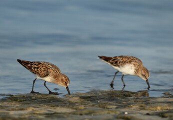 A pair of Little Stint feeding at Busaiteen coast, Bahrain