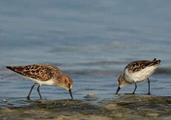 Little Stints feeding at Busaiteen coast, Bahrain