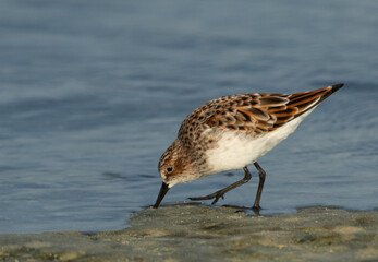 Closeup of a Little Stint feeding at Busaiteen coast, Bahrain
