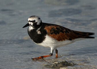 Portrait of a Ruddy Turnstone at Busaiteen coast, Bahrain