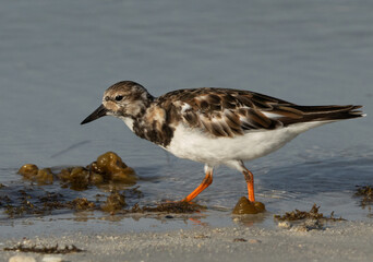 Closeup of a Ruddy Turnstone at Busaiteen coast, Bahrain