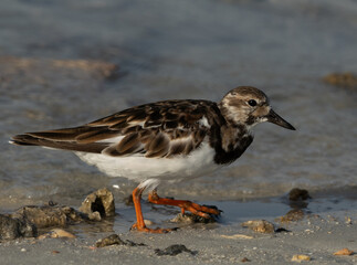 Closeup of a Ruddy Turnstone at Busaiteen coast, Bahrain